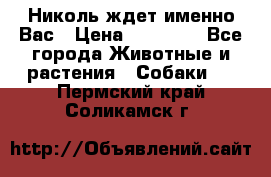 Николь ждет именно Вас › Цена ­ 25 000 - Все города Животные и растения » Собаки   . Пермский край,Соликамск г.